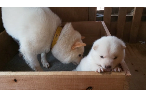 成約済の福岡県の豆柴-139141の2枚目